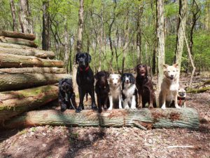 Hunde von city-pfoten.de im Wald auf einem Baumstamm