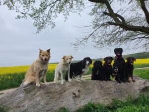 8 Hunde von city-pfoten.de auf einem alten Baumstamm