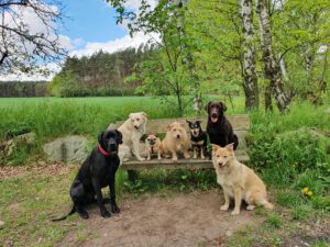 Hunde von city-pfoten.de auf einer Bank am Waldrand.