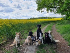 9 Hunde von city-pfoten.de