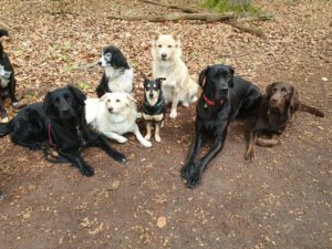 Hunde auf Waldweg mit city-pfoten.de