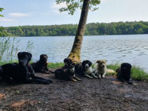 Gassi-Hunde von citypfoten.de am See