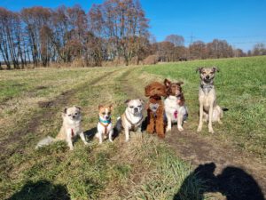 Gassihunde von City-Pfoten.de am Waldrand