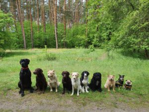 Hundegruppe im Wald bei Auslaufrunde von city-pfoten.de