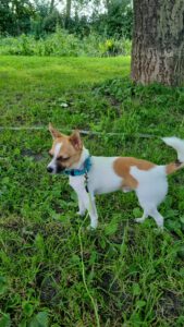 Murphy der Hund der Chefin von city-pfoten.de