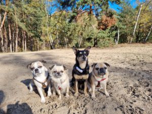 4 kleine Hunde von city-pfoten.de im Sand