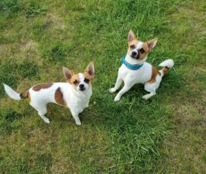 zwei klein Jack-Chi's Hunde im Gras