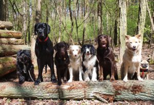 Hunde von city-pfoten.de im Wald auf einem Baumstamm